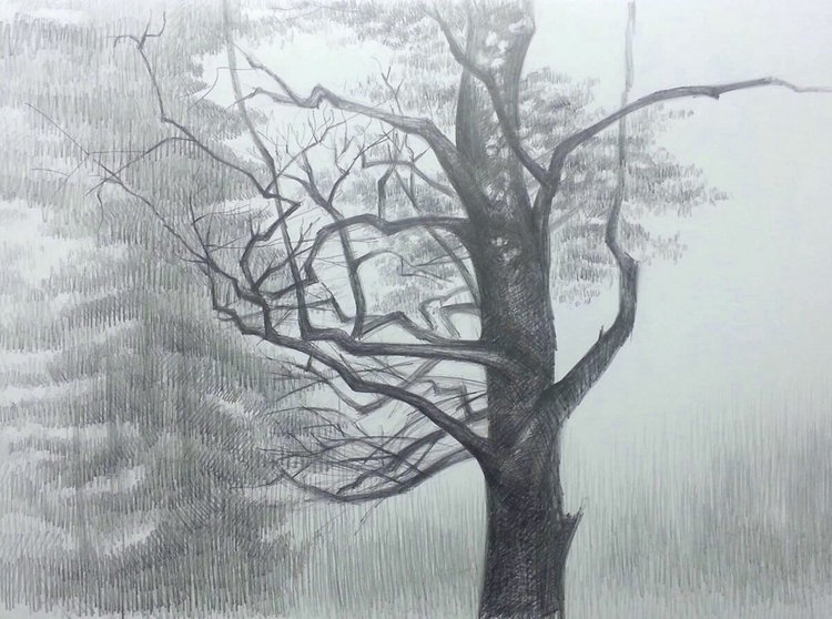 Baum Im Herbst Von Tanja Bykova 16 Zeichnungen Bleistift Auf Papier Singulart
