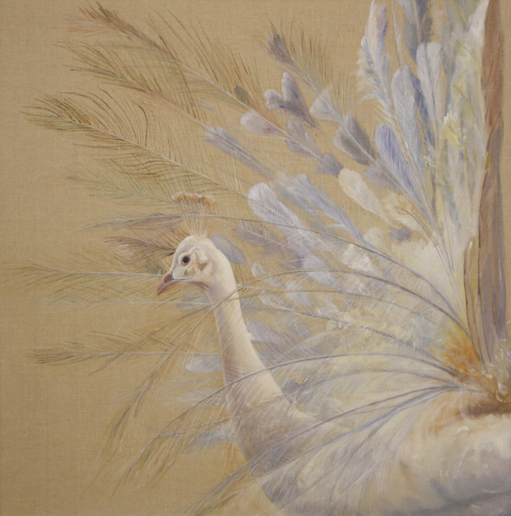 white peacock paintings