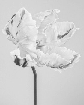 Tulipa 'Madonna' II (printed image 48x38cm) by Paul Coghlin (2017) :  Photography Digital on Paper - SINGULART