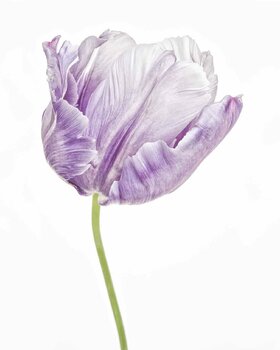 Persian Buttercup I (Ranunculus asiaticus) (printed image 48x38cm) by Paul  Coghlin (2017) : Photography Digital on Paper - SINGULART