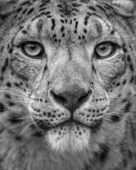 Schwarz Weiss Fotografien Kaufen Sie Fotografien Bilder In Schwarz Weiss Online Singulart