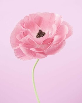 Tulipa 'Madonna' V (large printed image 102 x 81cm) von Paul Coghlin (2017): Fotografie Digital auf Papier - SINGULART