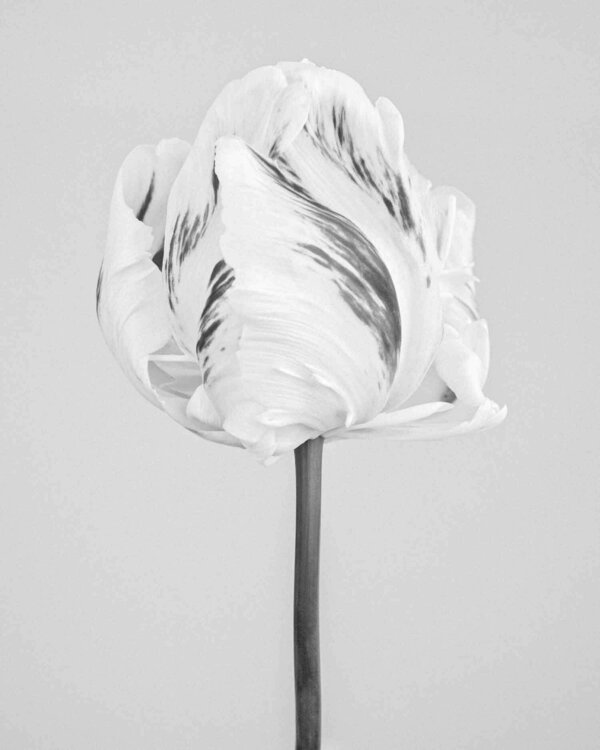 Tulipa 'Madonna' I (printed image 48x38cm) by Paul Coghlin (2017) : Photography Digital on Paper - SINGULART