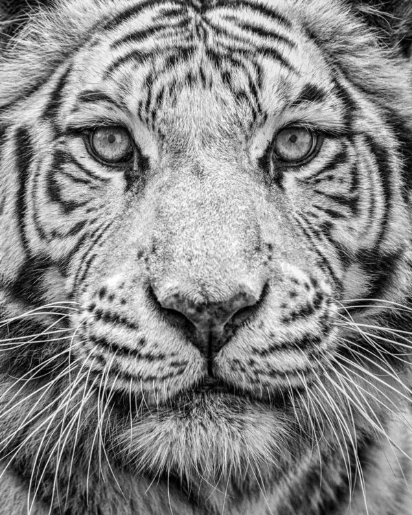 Portrait Of A White Bengal Tiger Extra Large Print 127x102cm Image Size Von Paul Coghlin 2016 Fotografie Digital Auf Papier Singulart