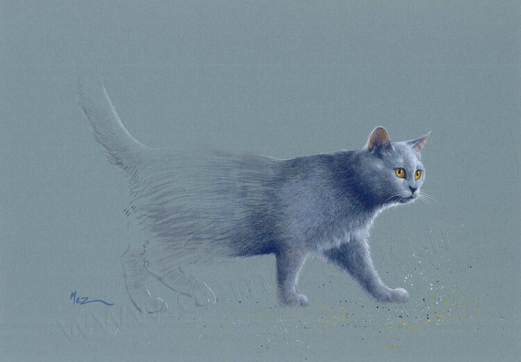 Chat Chartreux By Mez De Mezerac N D Painting Tempera On Cardboard Singulart