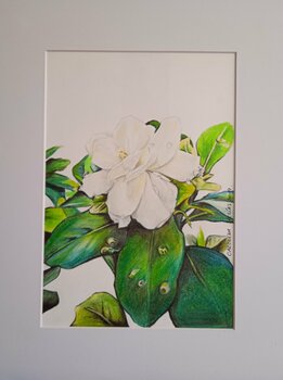 Flor de Gardenia Carolina Mejías