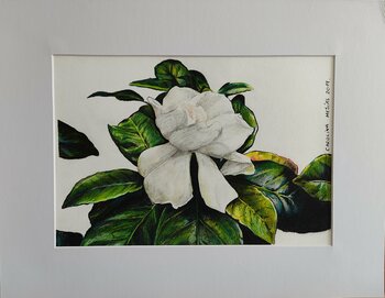Flor de Gardenia Carolina Mejías