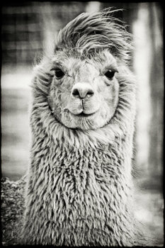 alpaca wearing a turtleneck