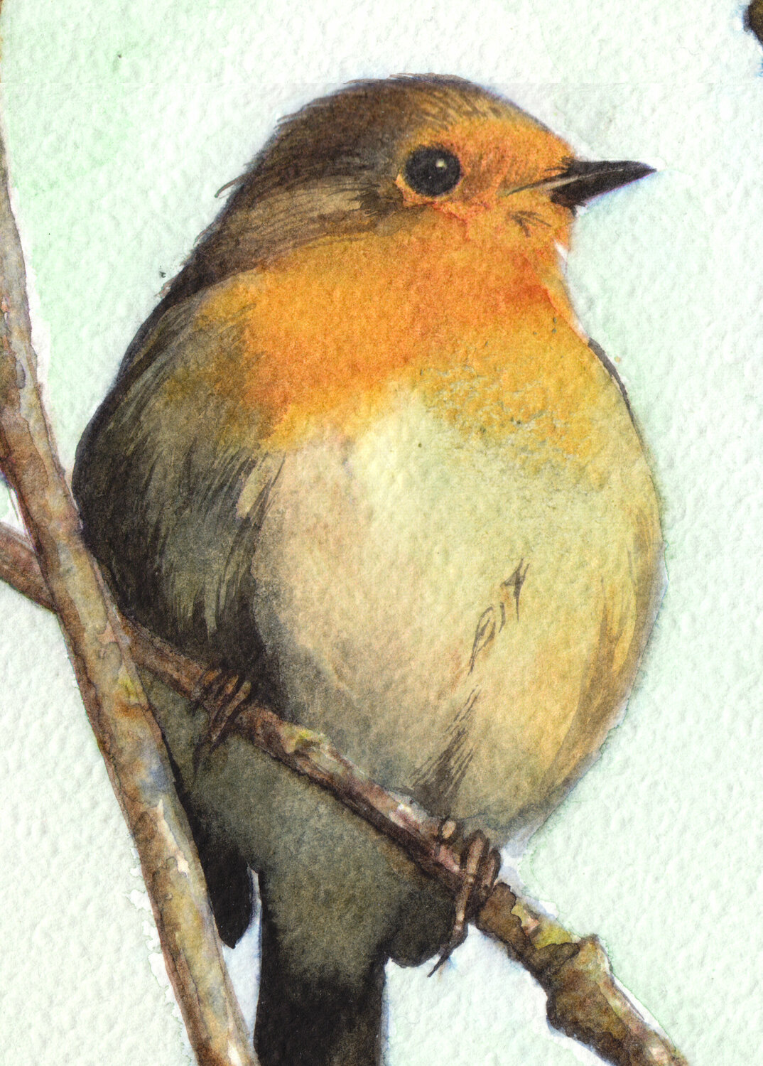 Robin bird nest picture